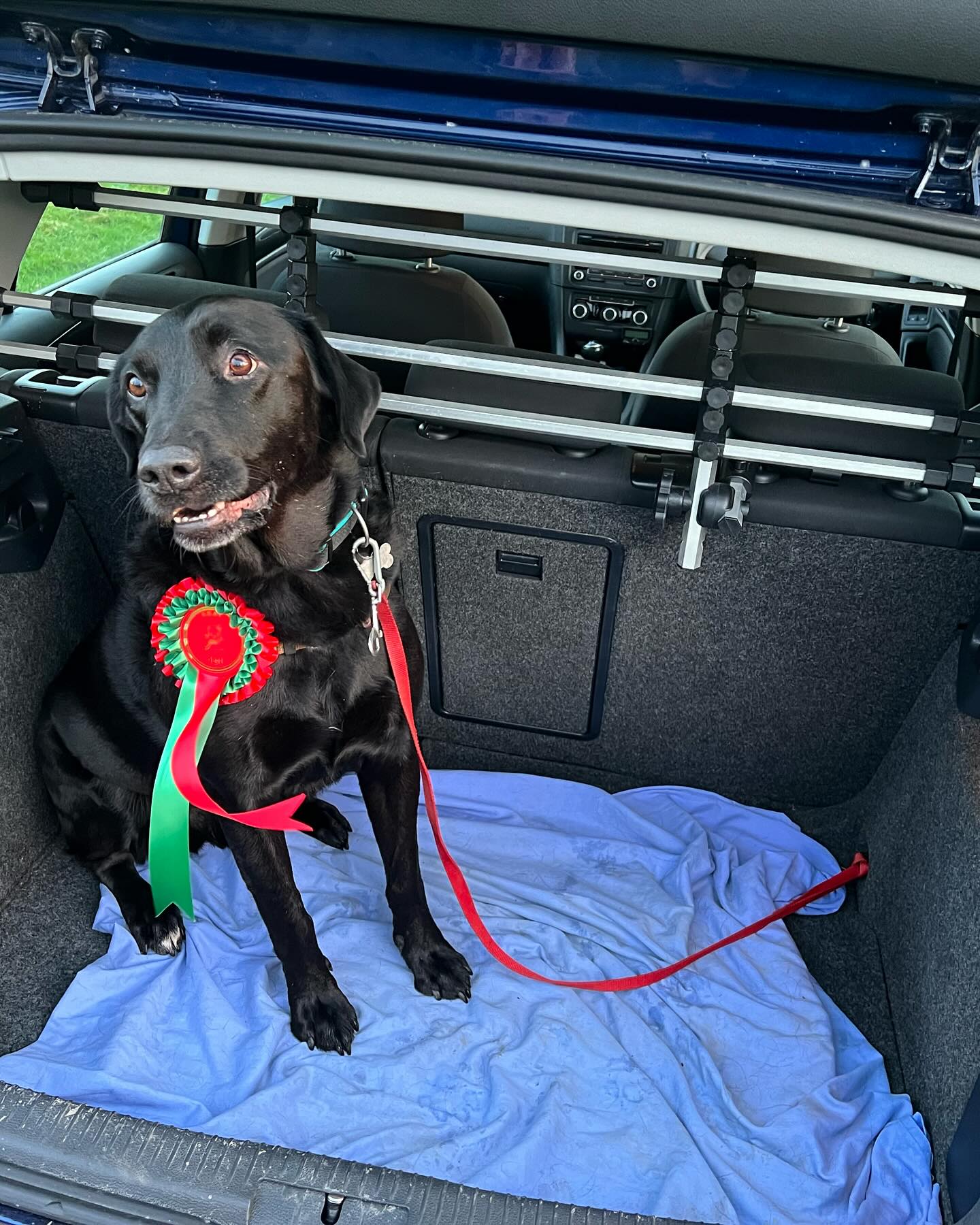 Congratulations to our bestest boy Harley who placed 1st in obedience today at @carlowdogtrainingclub. Tough competition up against Champ who placed 2nd. Well done Champ 👏 🐶
Thank you @barking_maddogtreats for the delicious treats 🐕
#TheyAreAllGoodBoys