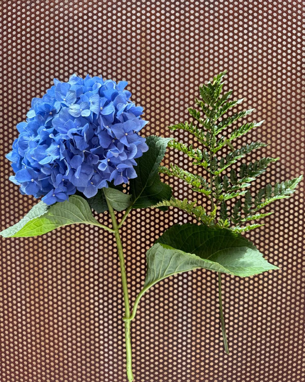 Blue Flowers / Fiori Blu
Blue flowers bring elegance and calm to any setting. Their delicate shades, from deep navy to air force blue, capture light beautifully and highlight the craftsmanship of hand-blown glass. Ideal for centerpieces or decorative arrangements.
I fiori blu donano eleganza e armonia a ogni ambiente. Le delicate sfumature, dal blu profondo al blu avio, catturano la luce valorizzando la maestria della lavorazione a mano. Ideali per centrotavola o composizioni decorative.
#BlueFlowers #FioriBlu #MuranoGlass #VetroMurano #HandBlownGlass #VetroArtistico #GlassArt #ItalianDesign #FloralDesign #TableStyling #LuxuryGlas