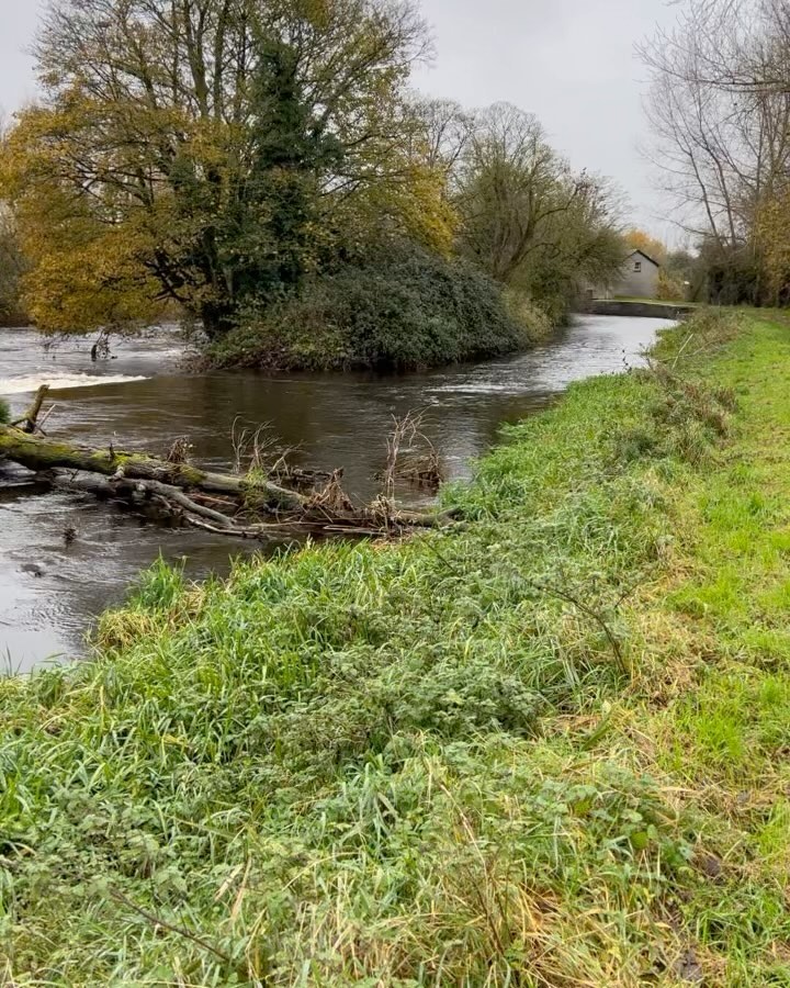 The aftermath of #StormDebi along our usual route on the #RiverBarrow #Leighinbridge #Carlow #SUP #SUPireland #stabduppaddleboarding #paddleboarding